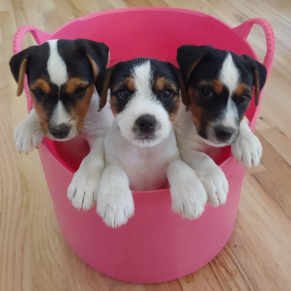 Three Jack Russell Terrier puppies in pink bowl — family-raised, champion bloodlines