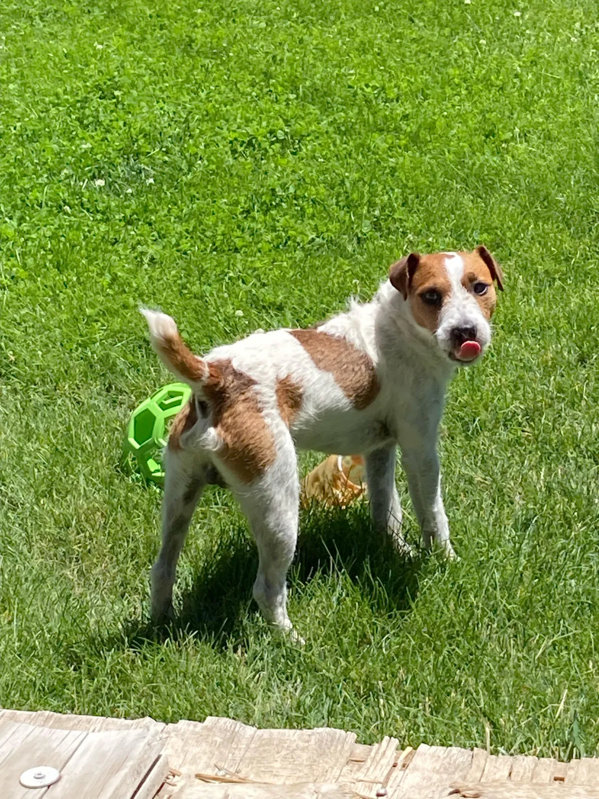 Jack Russell Terrier British Grit Winston playing on green grass