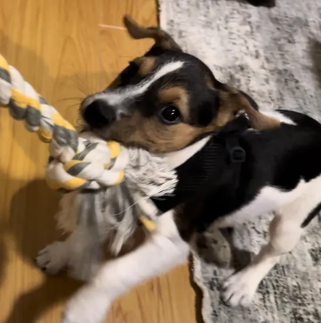 British Grit Jack Russell Sassafras relaxing indoors with owner