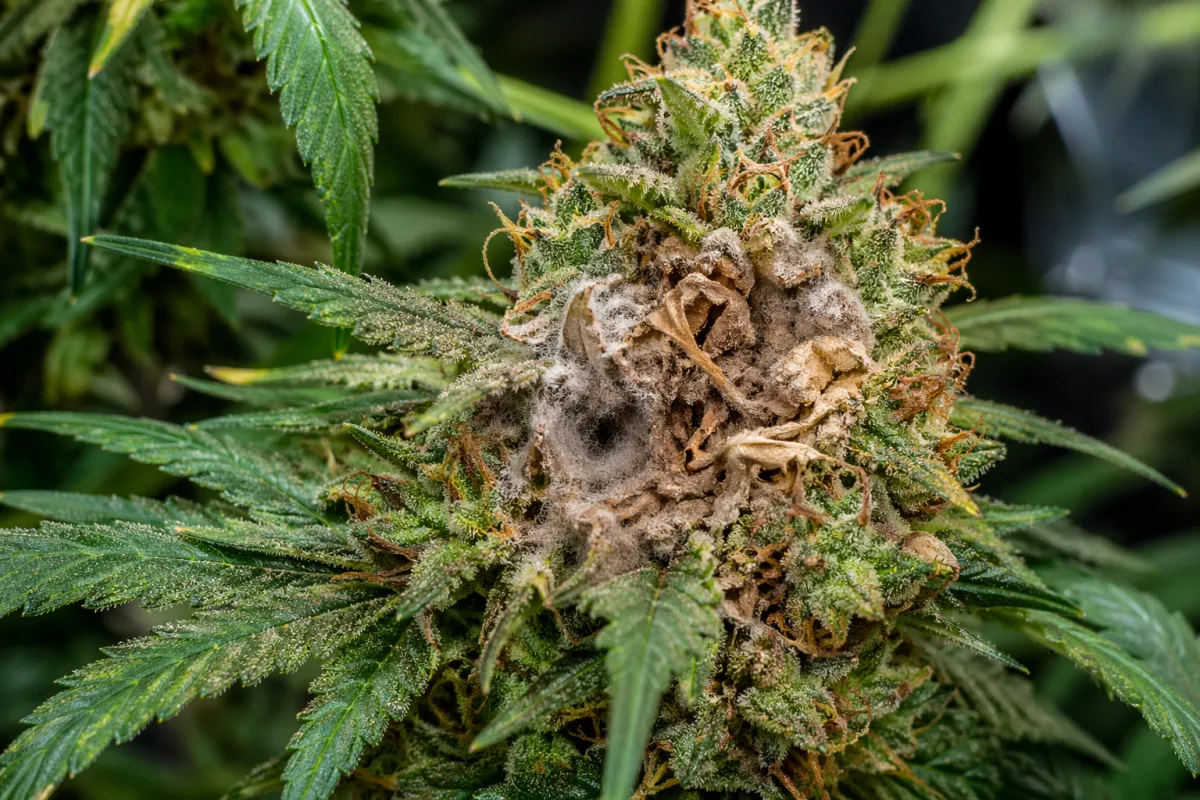 Botrytis Treatment: Stop Bud Rot Fast