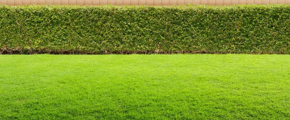 Freshly mowed lawn with a dense, trimmed hedge against a wooden fence
