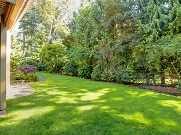 Shaded backyard with well-maintained lawn surrounded by tall trees