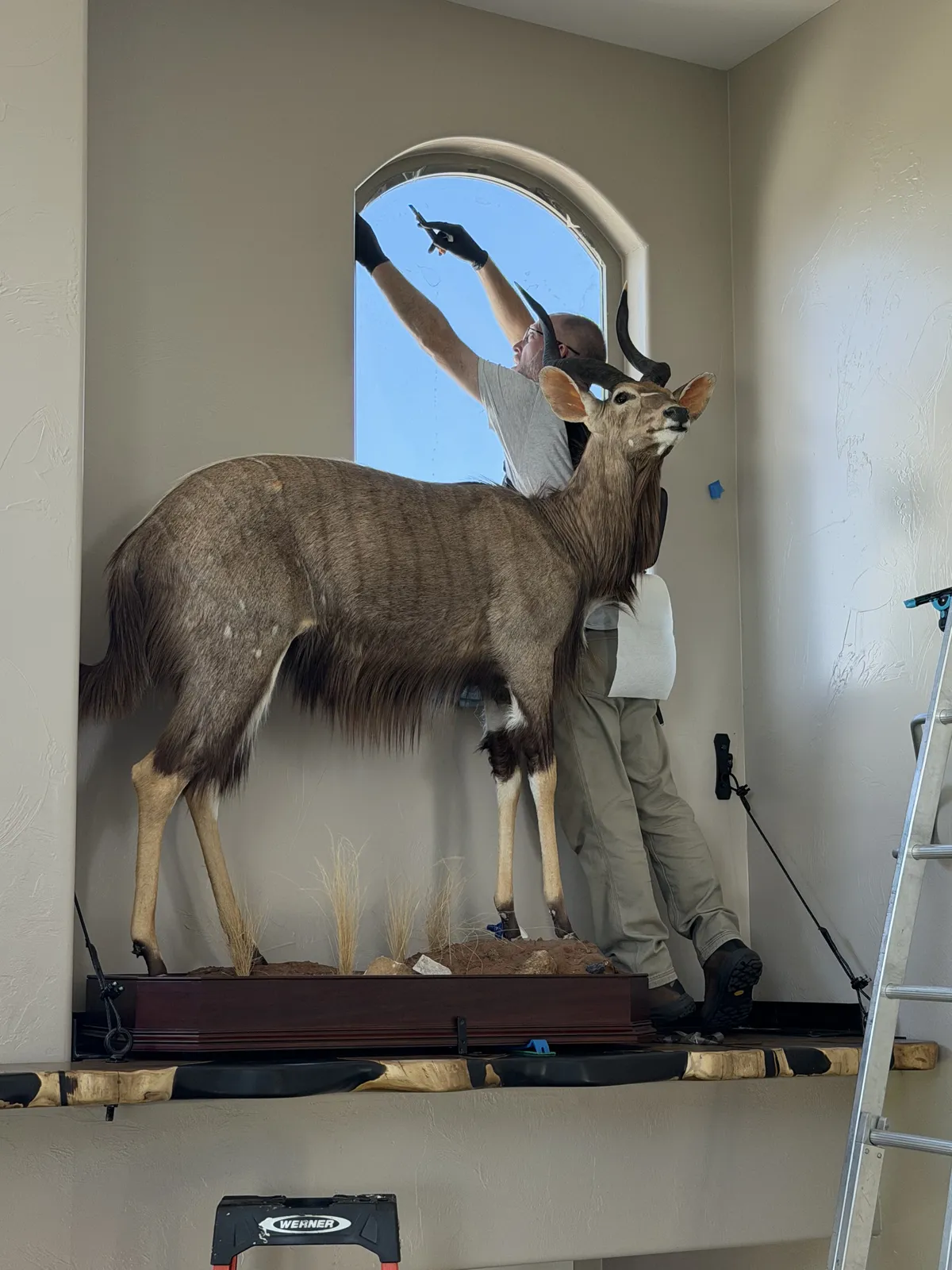 Window tint installed on an arched window above a mounted kudu in a Brighton, CO home