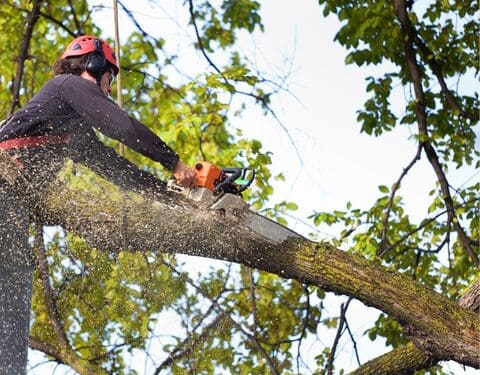 Tree Services in Hackettstown