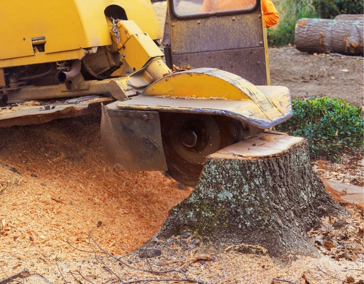 Long Valley Tree Services