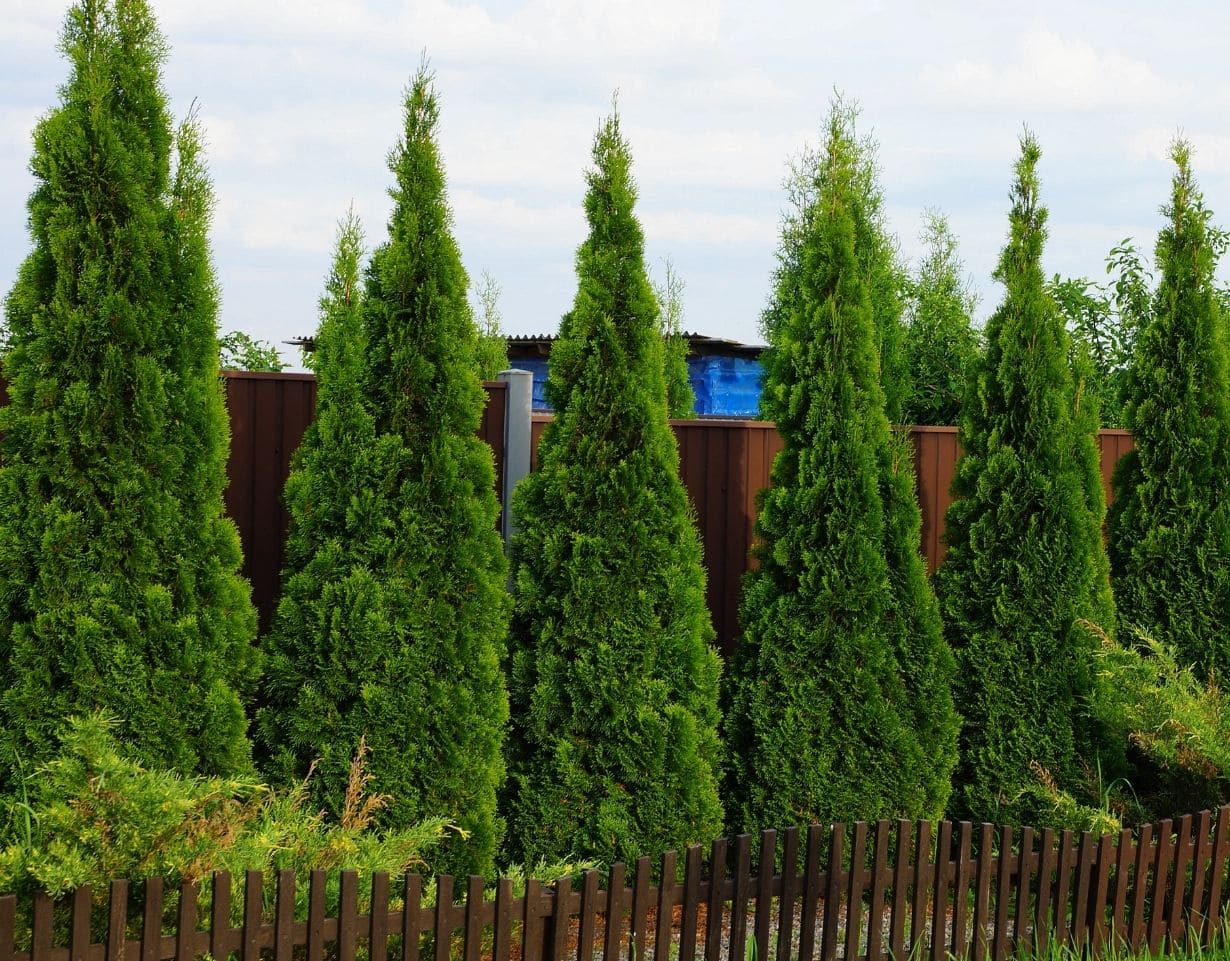 Tree Services Hackettstown