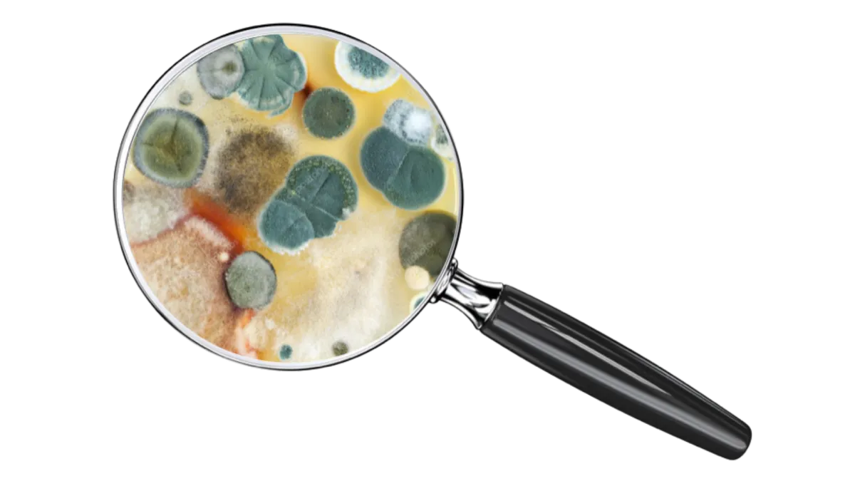 Mold growth