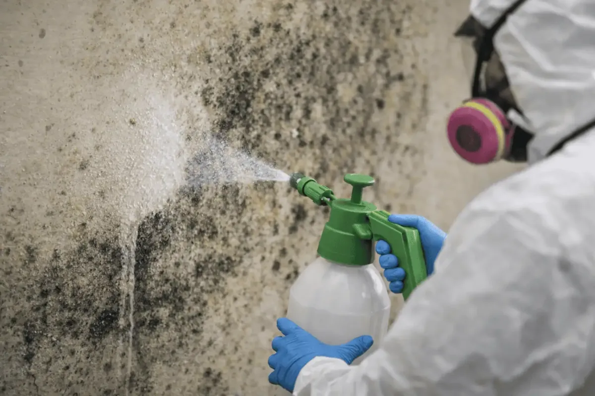 Spraying solution on moldy surface