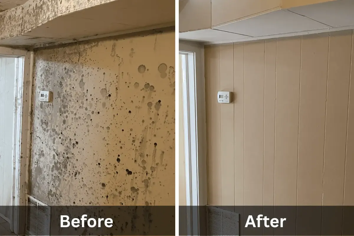 Before and after photo of mold removal on wall