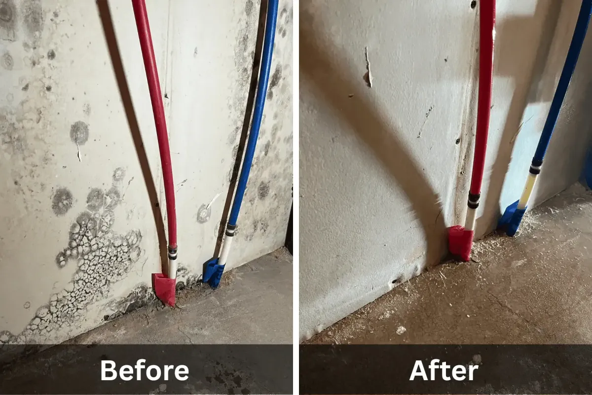 Before and after photo of mold removal drywall