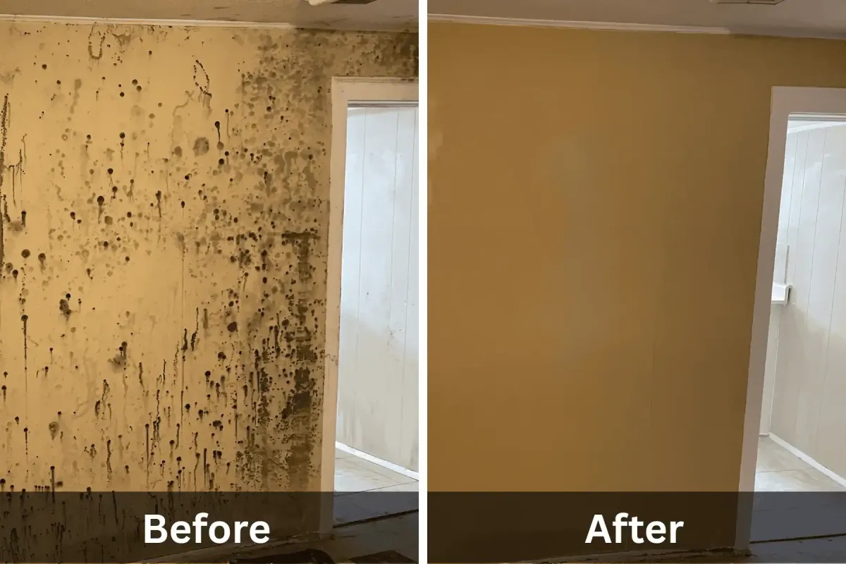 Before and after photo of mold removal interior wall