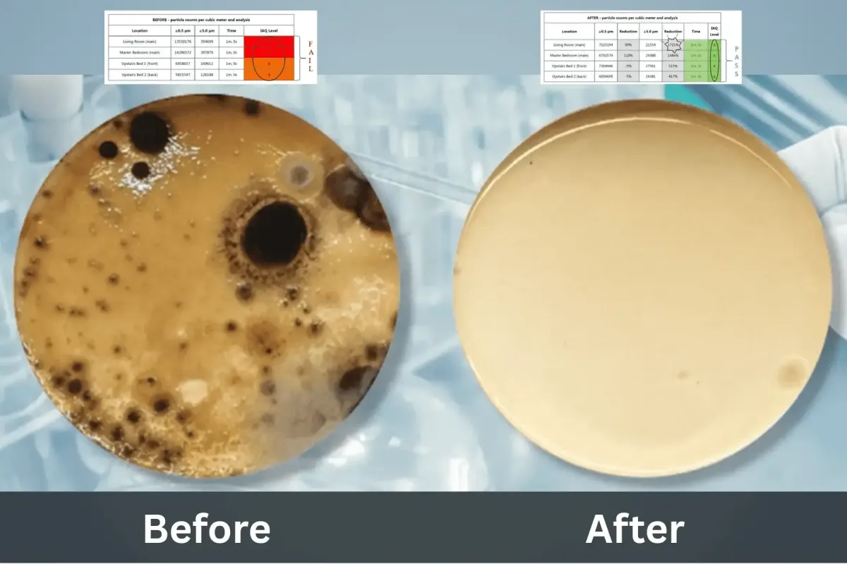Before and after photo of mold spores in petri dish