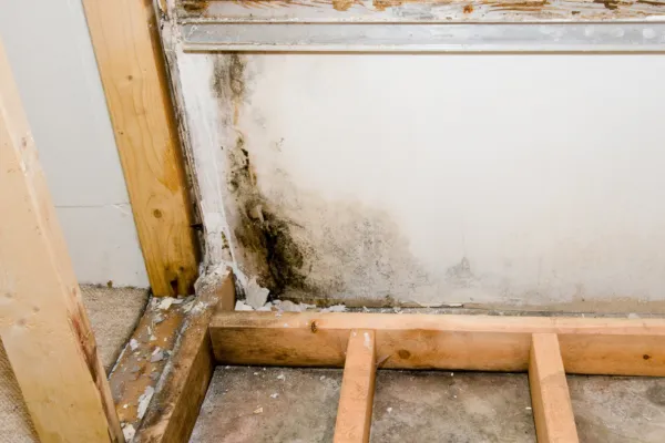 Professional drywall mold removal process by mold removal experts