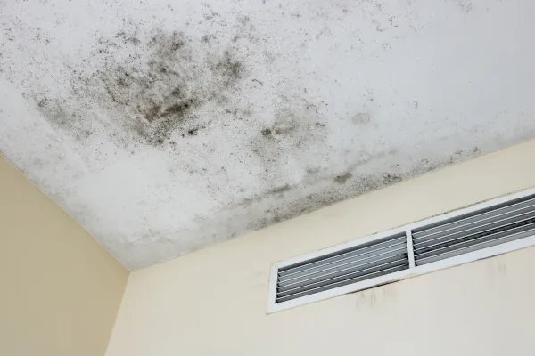 How to Detect Black Mold and Get Rid of It Before It Gets Worse