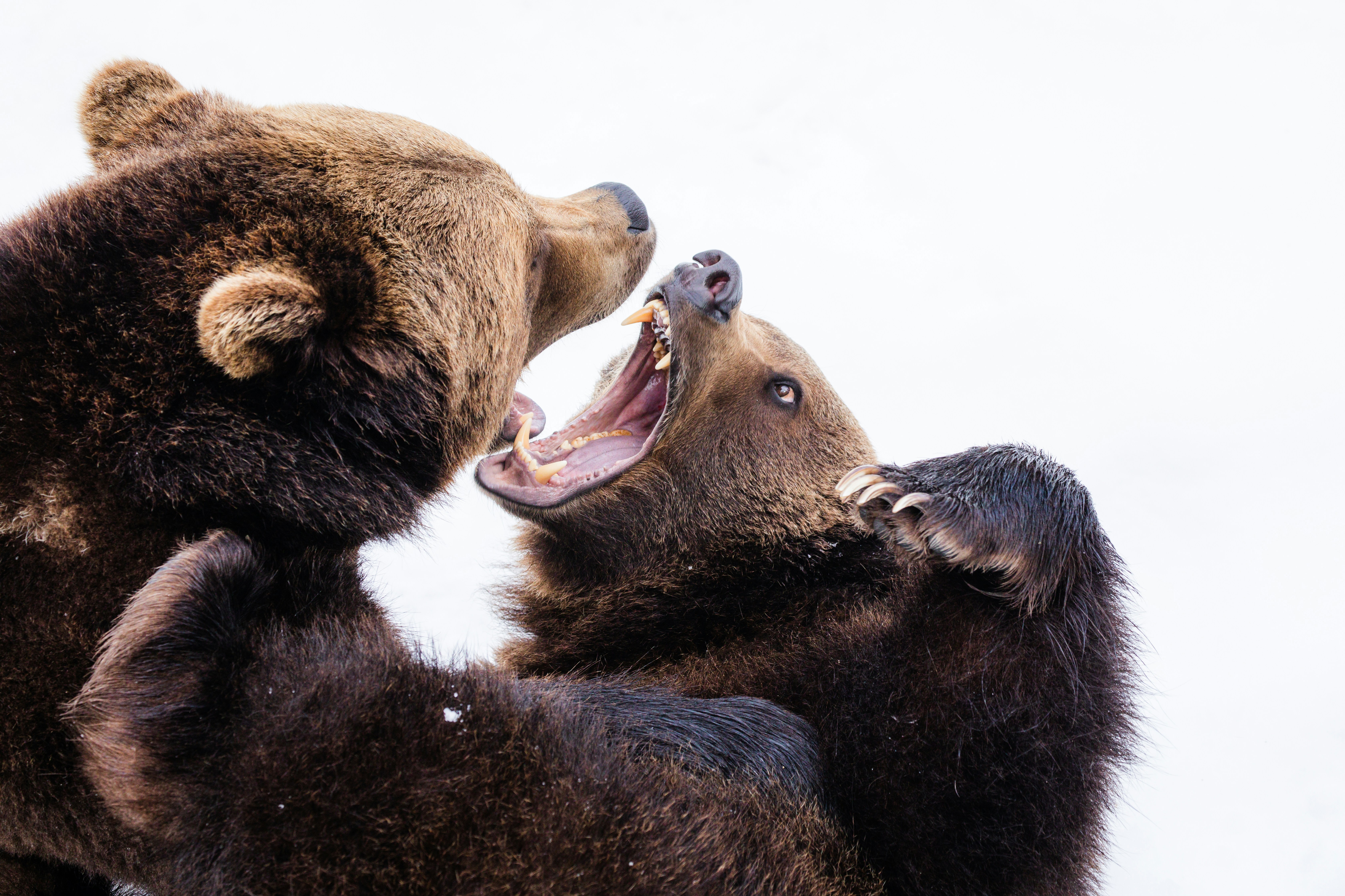 Bears Fighting