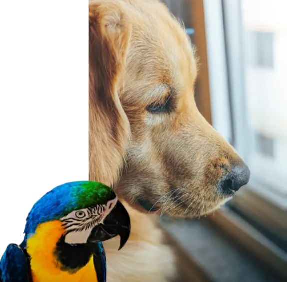 dog and parrot looking out the window