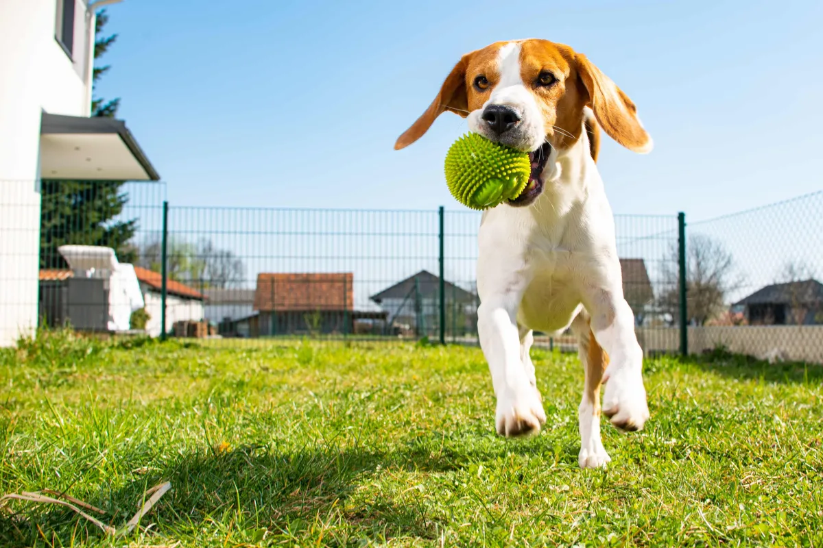 Running dog with a ball - dog boarding-bozeman