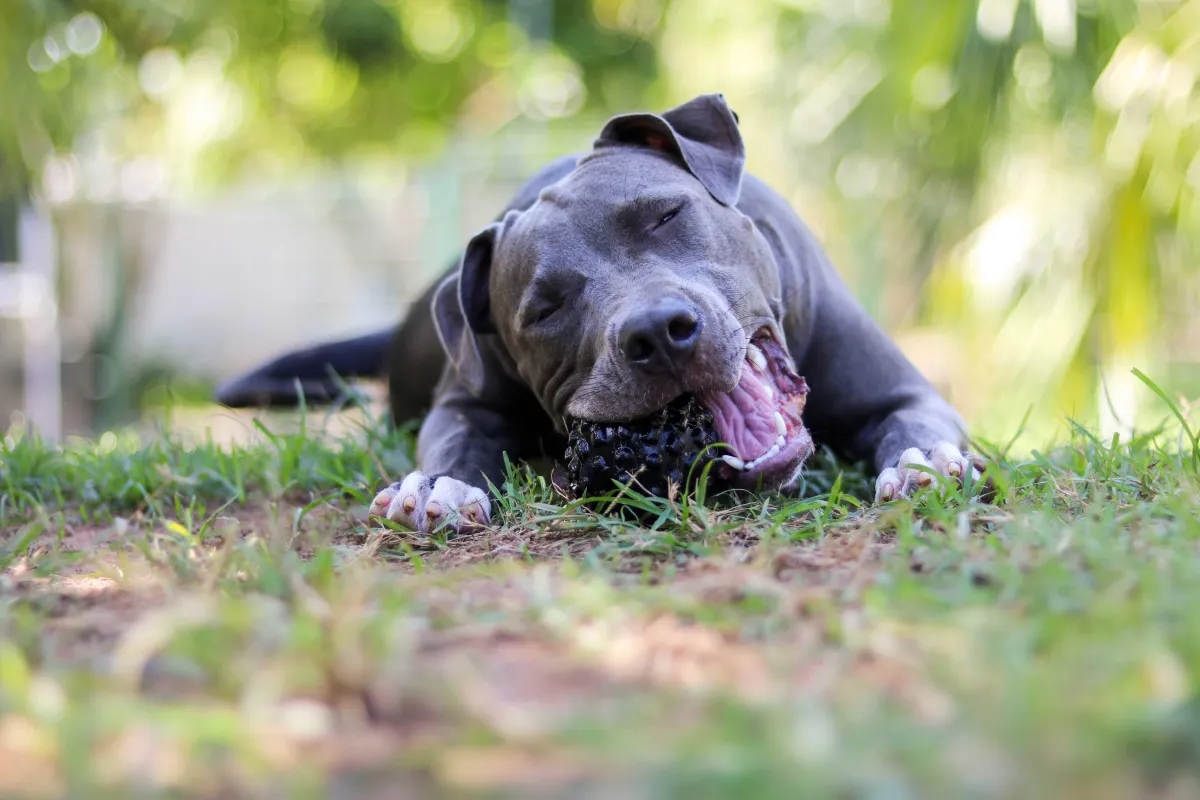Happy Pitbull chewing - dog boarding-bozeman