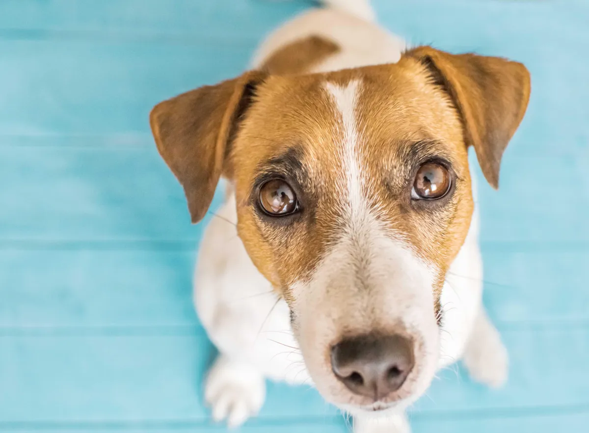 Sitting puppy staring up - dog boarding-bozeman