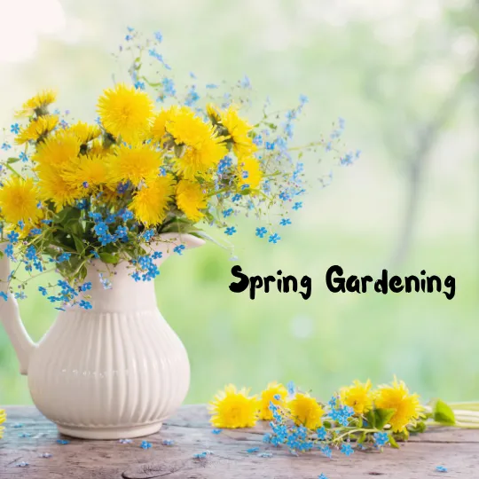 Image of dandelions in a vase with headline "Spring Gardening"