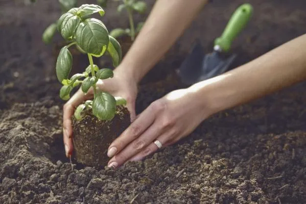 Image of a basil plant being planted in a vegetable garden