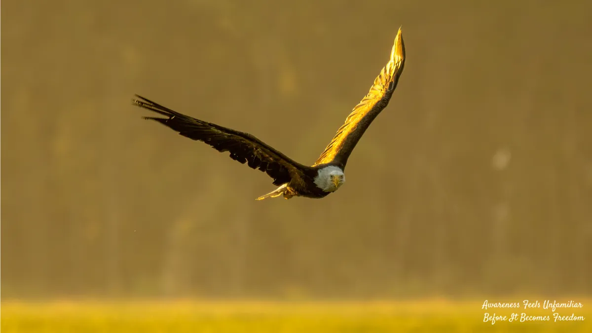 Eagle flying high in an open sky symbolizing awareness, perspective, inner freedom, and the transition from emotional discomfort to stability through awareness-based healing.