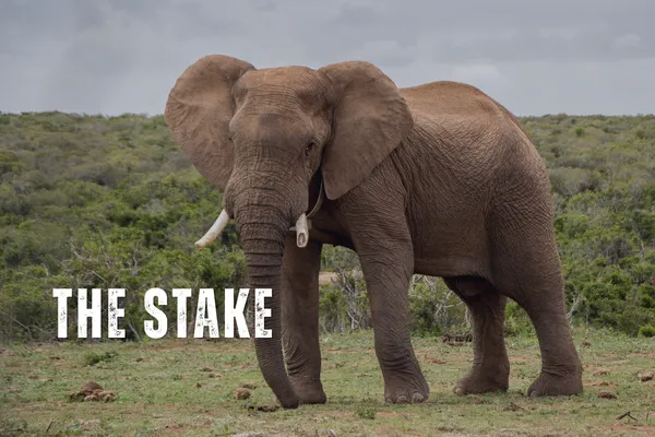 The Elephant Stake