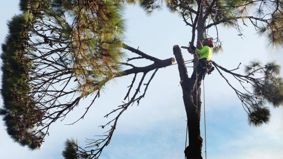 Baton Rouge Tree Removal