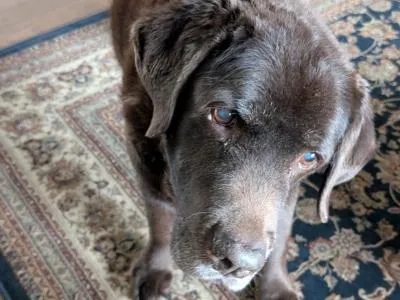 Picture of a chocolate Lab tilting his head