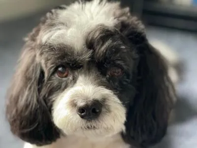 Picture of a black and white dog with sweet brown eyes