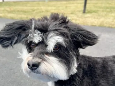 Picture of a black Havanese with white eyebrows ears flying in the wind
