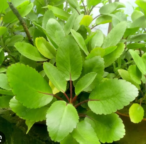 Ceylon Cinnamon botanical macro