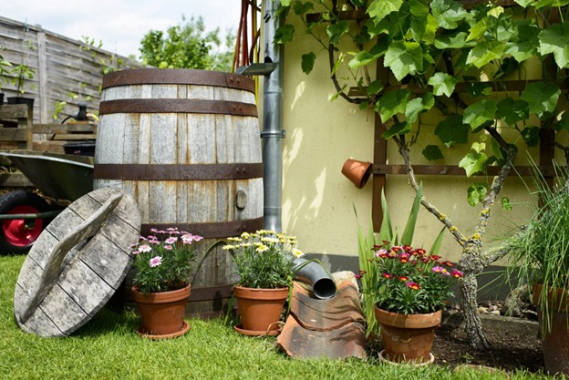 red and white flower garden