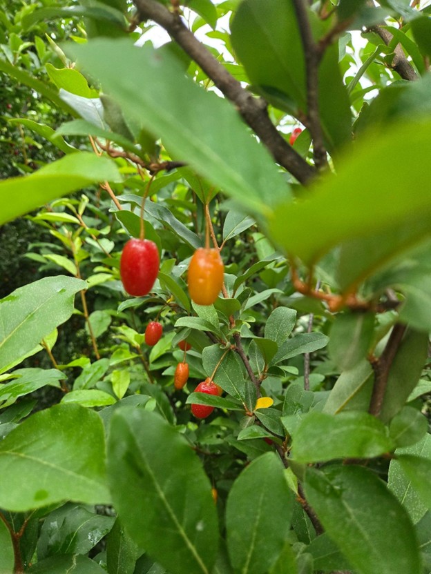 grayscale photo of man in black jacket walking on grass field