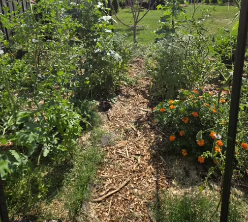 red and white flower garden