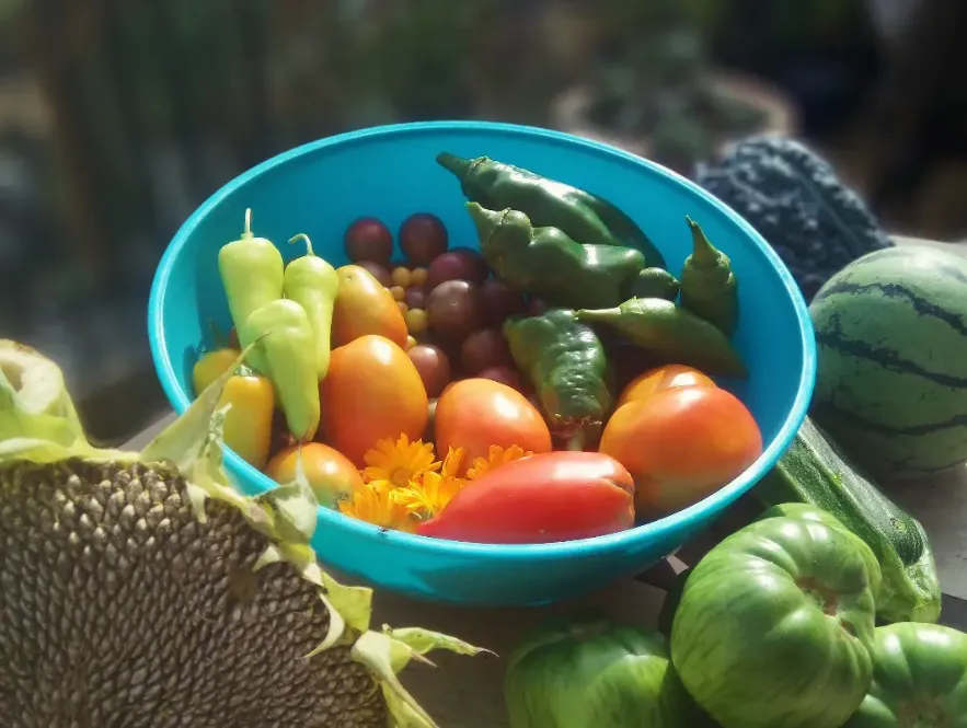 Woman walking down a path in a lush greenhouse.