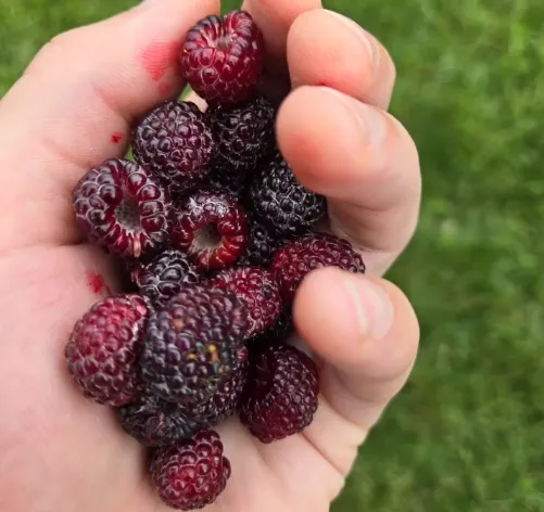 green plant on brown soil
