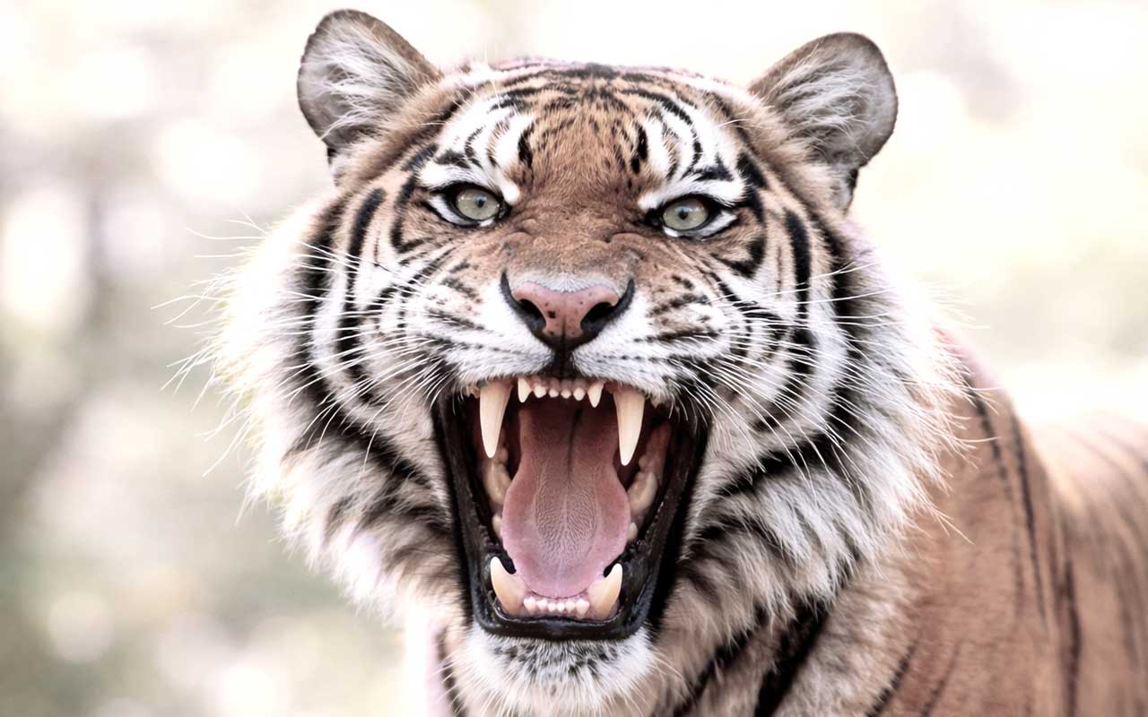 Symbolbild für Trauma Trigger