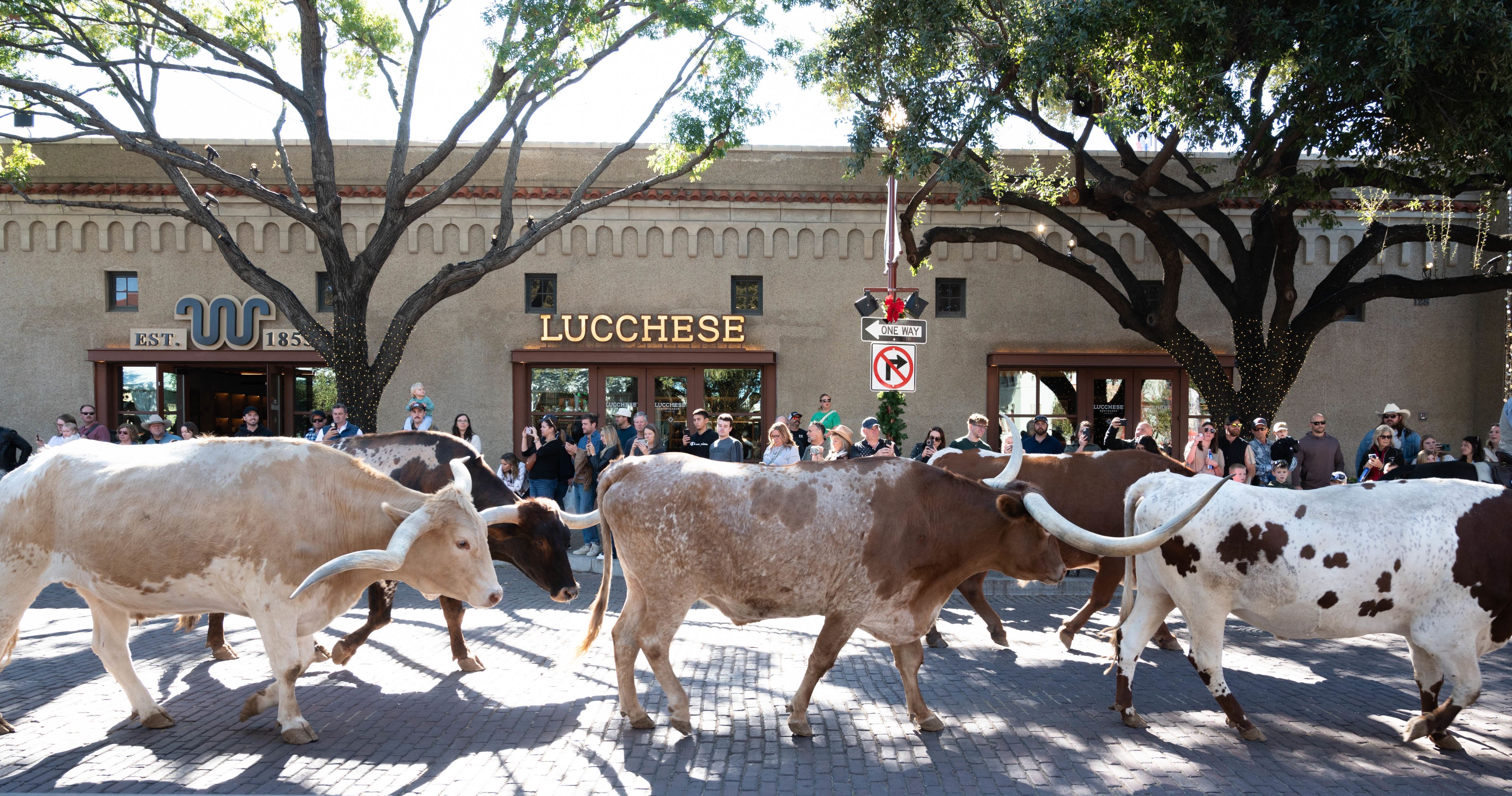 Exploring the Historic Fort Worth Stockyards by Car: Parking and Travel Tips for Visitors | Trinity Auto Rentals, Fort Worth, TX 🚗🤠