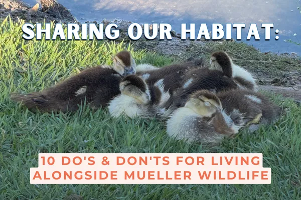 Sharing Our Mueller Habitat Hero Image