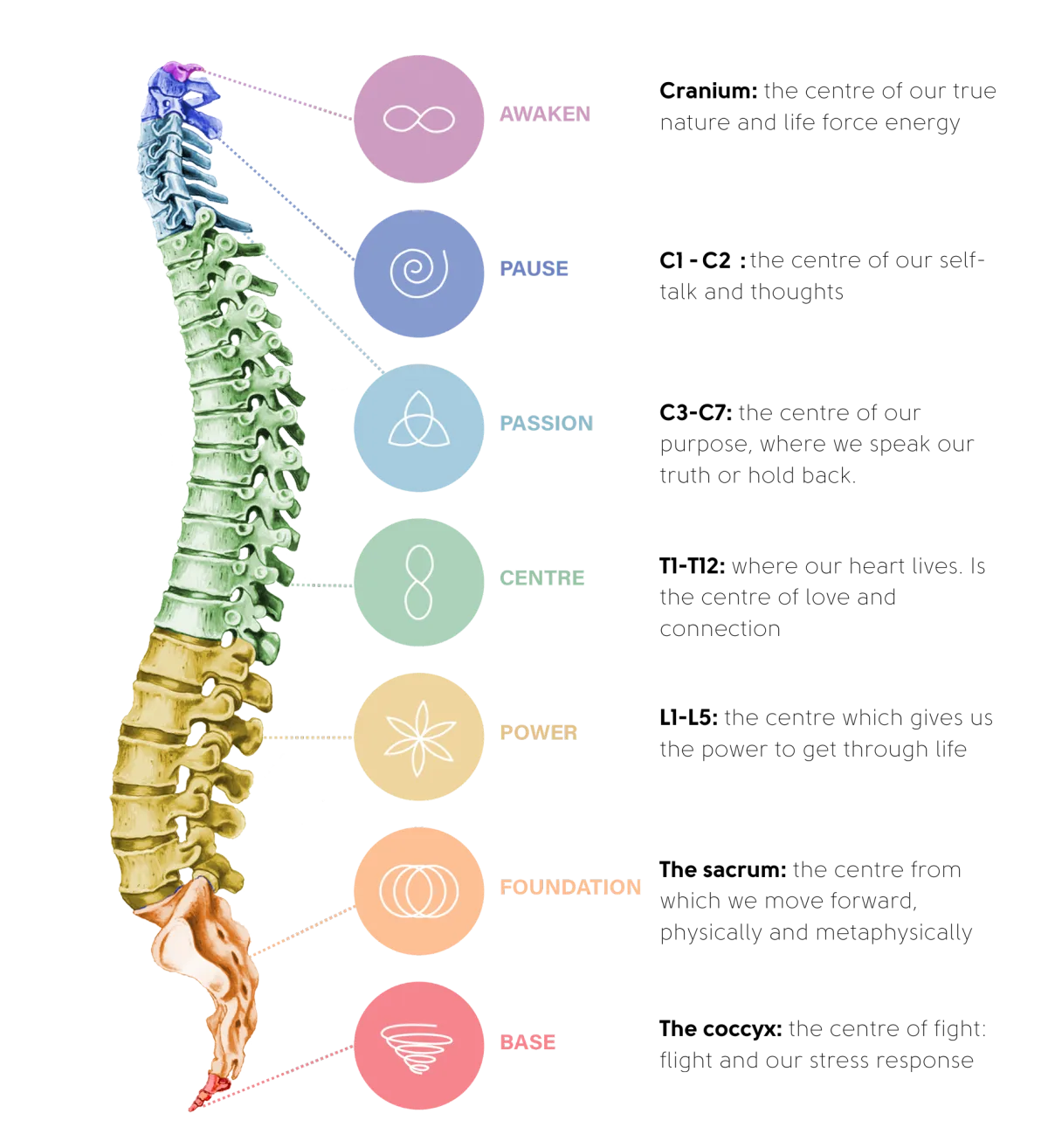 Spinal flow diagram