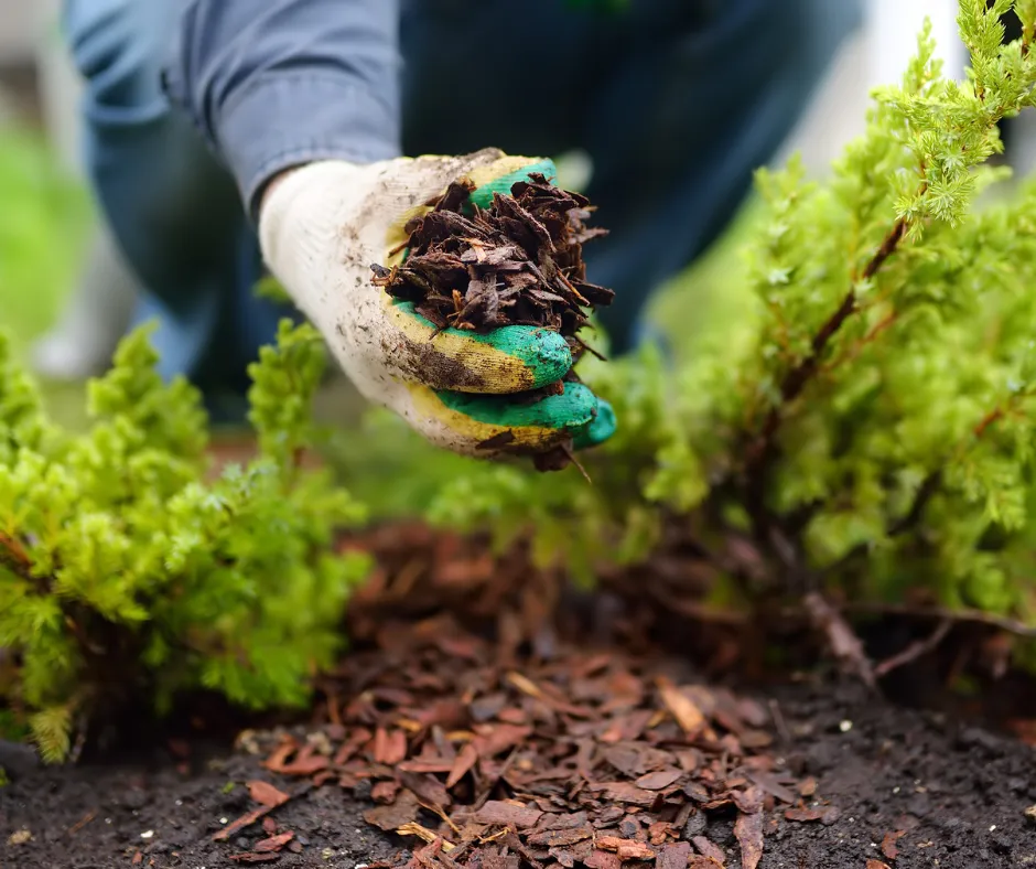 Team installing fresh mulch in a residential garden bed as a part of a professional Mulch Installation by Jhdlawncare LLC in Elyria.