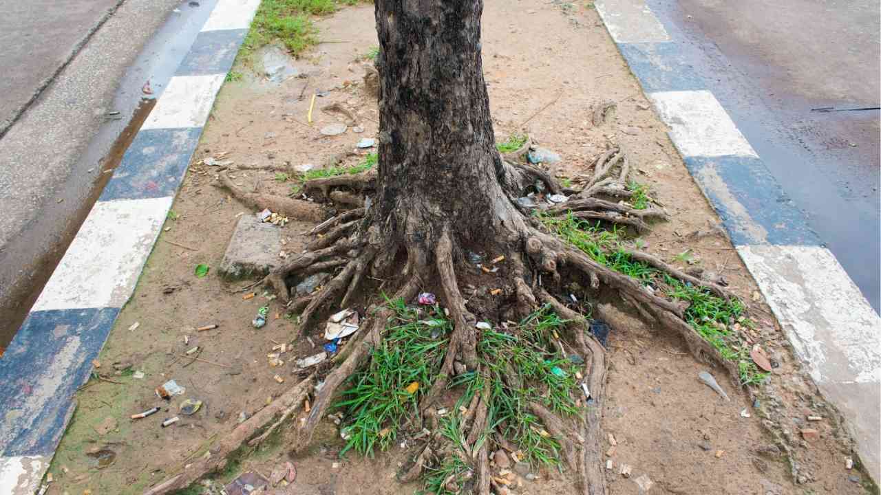 tree roots in sewer lines