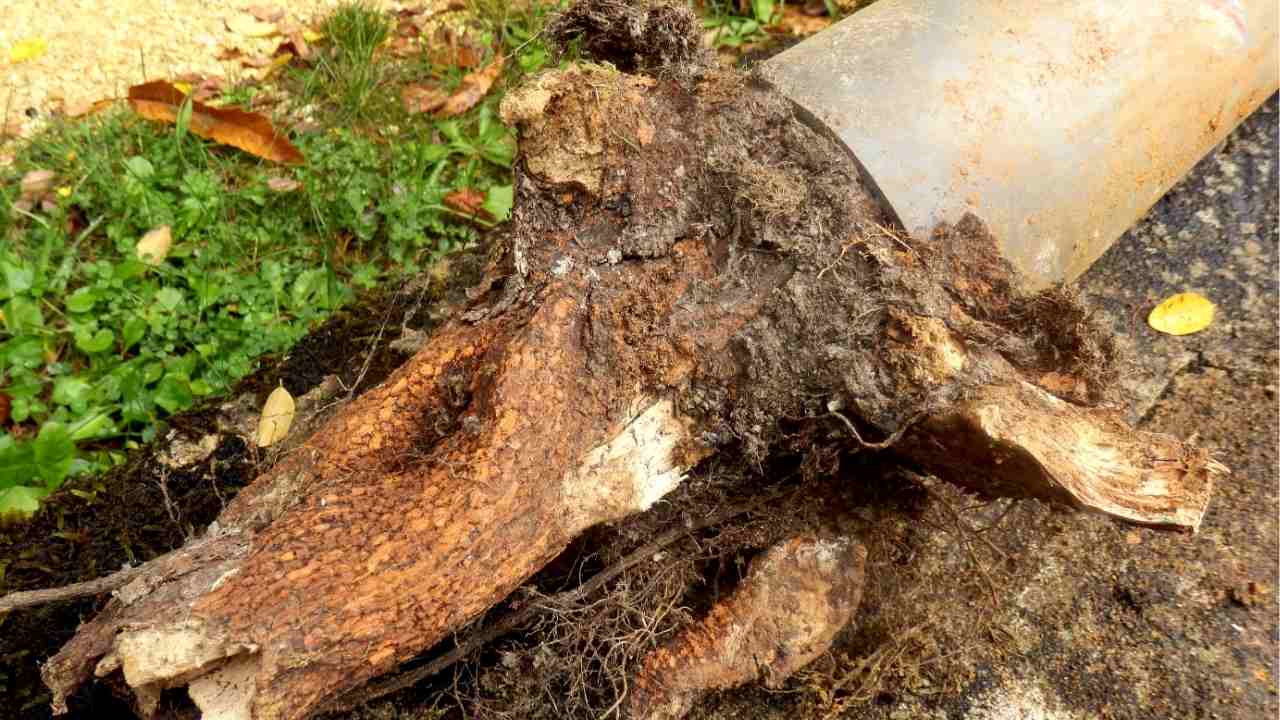 tree root blockage