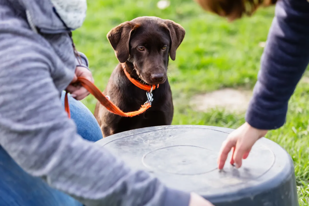 A chocolate Labrador Retriever watches someone giving his owner dog training instructions