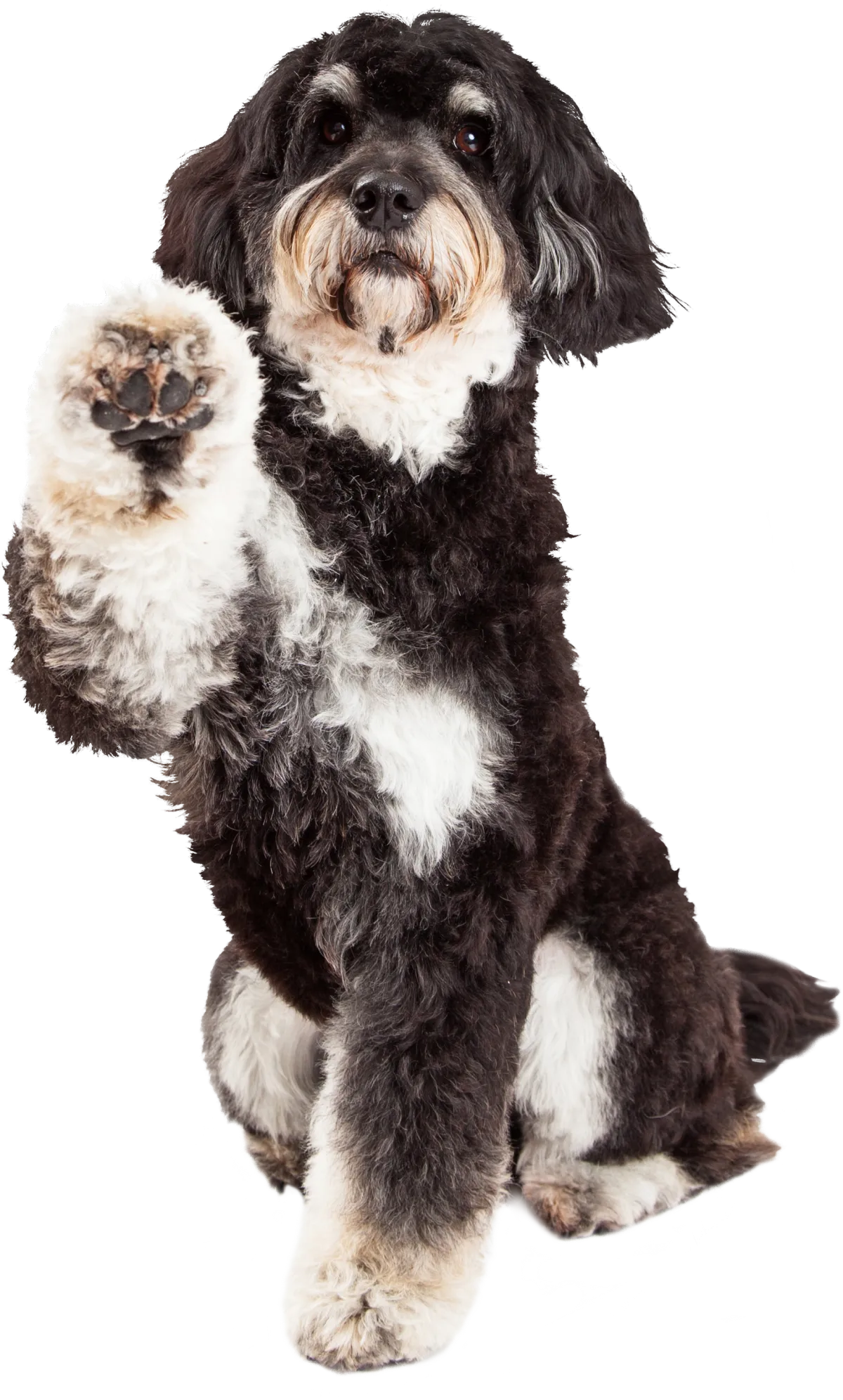 A tri-colored poodle mix offers his paw