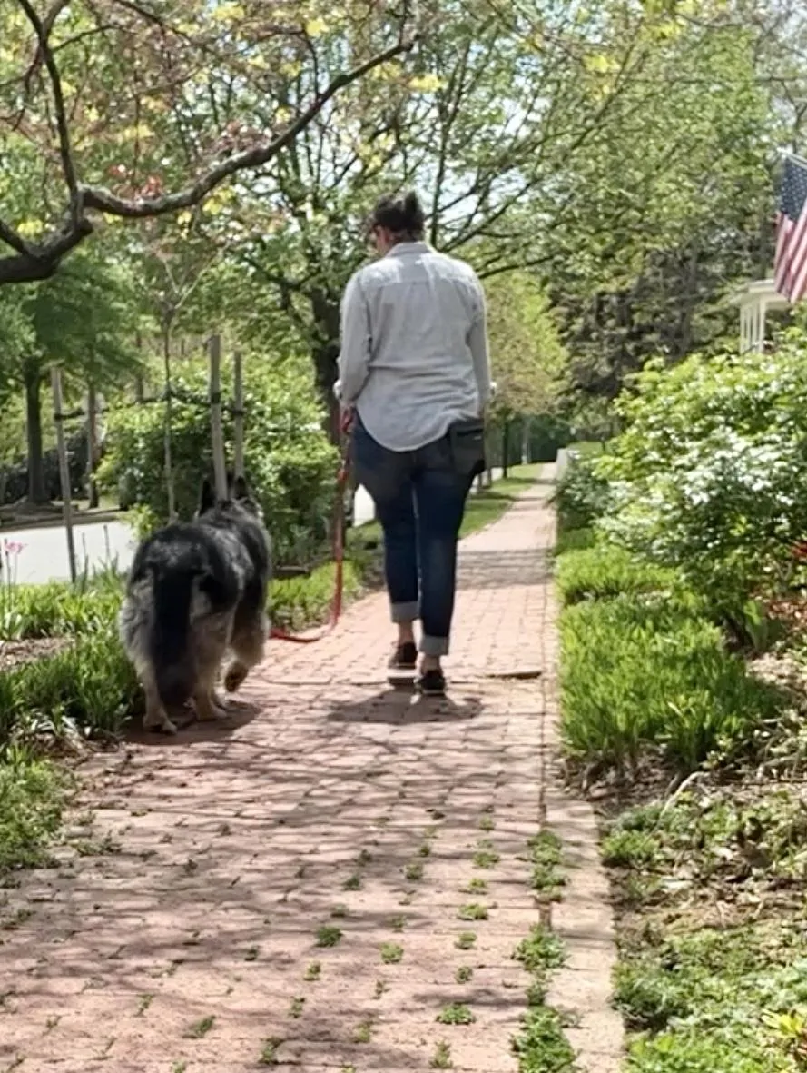 Woman walks German Shepherd dog on loose leash down the sidewalk
