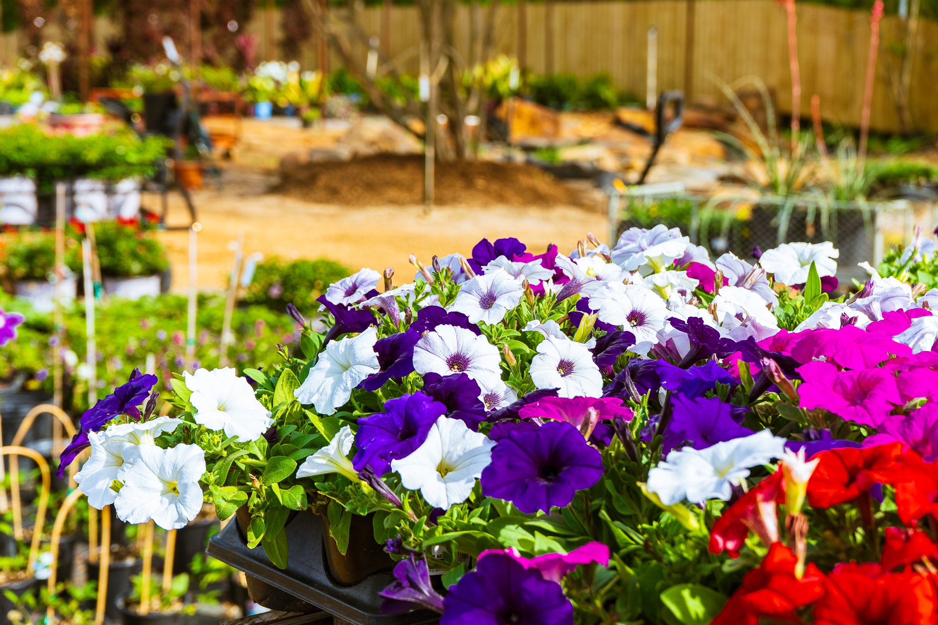 seasonal color flowers