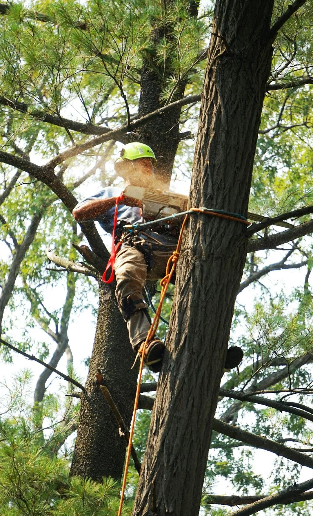 Tree Service Near Me