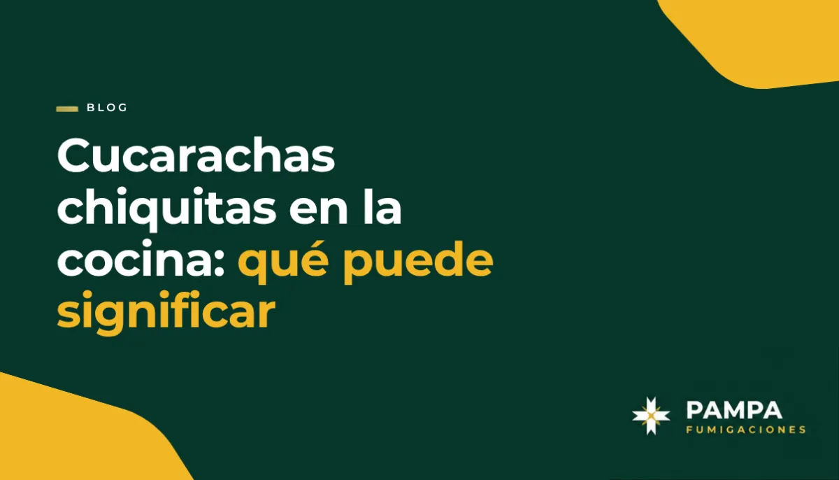 Cucarachas chiquitas en la cocina: qué puede significar | Pampa